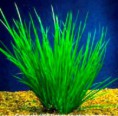 /album/plantas-aquaticas/acorus-pusillus-jpg/